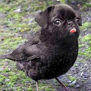 傻子