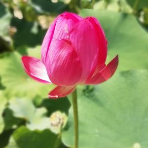 一颗平常心头像