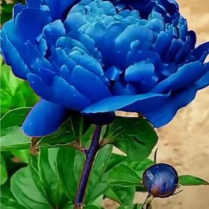 一朵蓝玫瑰微信头像图片