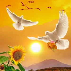 日光倾城暖人心头像