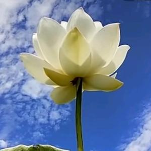 愿做一朵莲_204289395头像