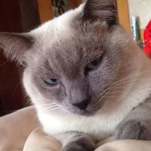 暹罗猫小姐头像