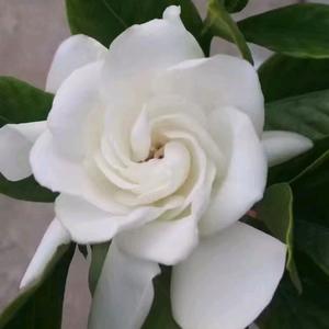 我是栀子花开头像