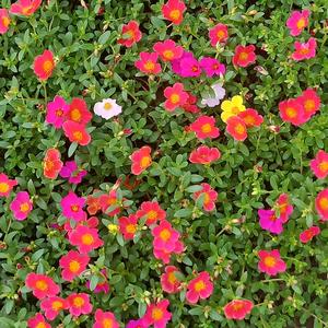 花丛最中间头像