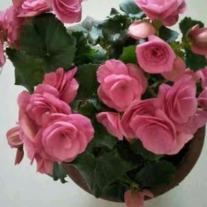 长寿花《66年骏马》头像