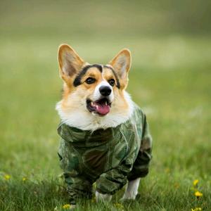 抖音号:  724152578 3岁单身狗,母胎单身那种,有小姐姐喜欢我吗?