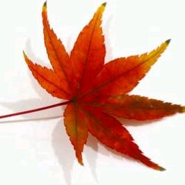 秋天的红枫叶头像