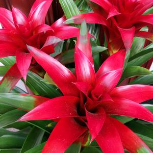 芝麻开花节节高