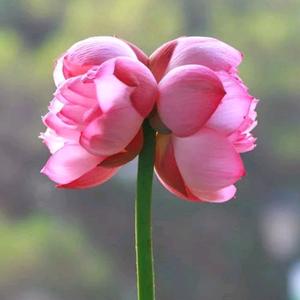 寻找桃花源头像