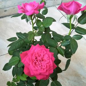 花好月圆的主页 - 抖音