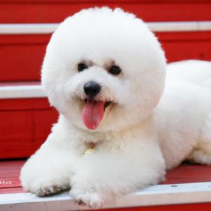 比熊犬百科头像