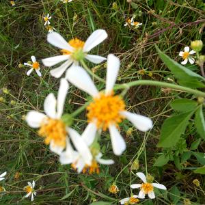 一方净土～安琪儿头像