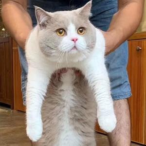 艾露猫头像