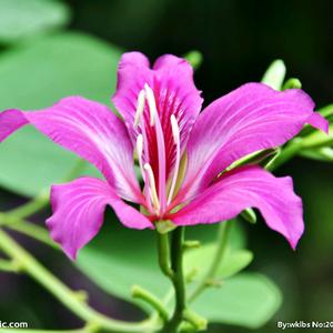 紫荆花头像