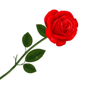 带刺的玫瑰(☆_☆)头像