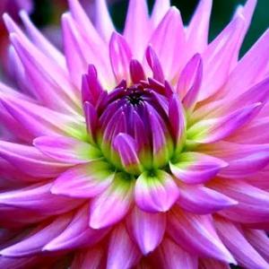 柳暗花明(上官)头像