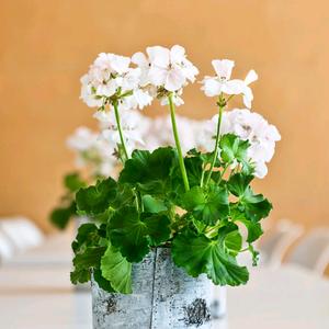 春华秋实520头像