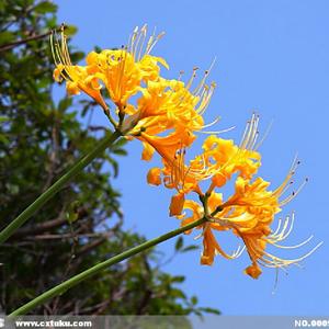 黄色彼岸花头像