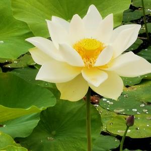 倾听陌上花开头像