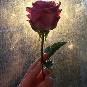 带刺的玫瑰72年冬月13,张头像