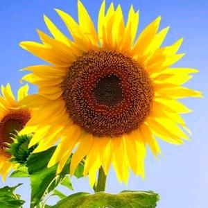 明天会更好头像