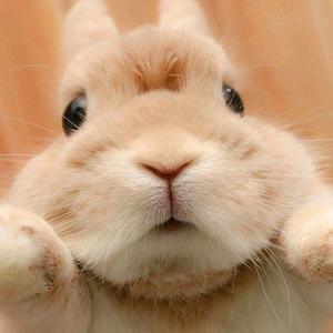 霸气兔子头像图片超清图片