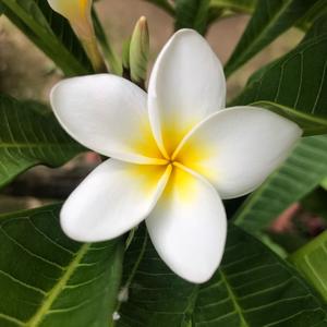 在水一方头像