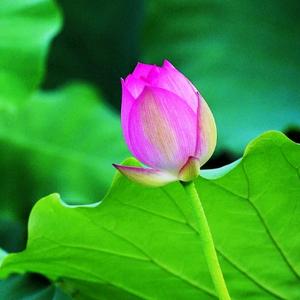 桃花依旧红头像