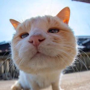胖橘猫头像男生用图片