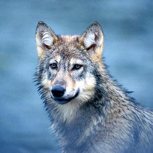 鬼谷子——狼性头像