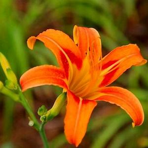 用户忘忧草头像