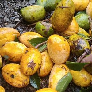 抖音号:  dyebk1u8zv8m 福建八月瓜十月瓜苗木基地,中国最好的十月黄