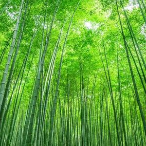 高清自然风景头像竹子图片