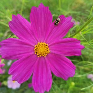 向着太阳,迎着阳光头像