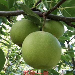 苏翠一号联盟新华梨新玉梨鑫佳鑫宇农场