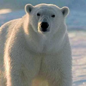 沙雕北极熊头像图片