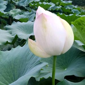 在水一方头像