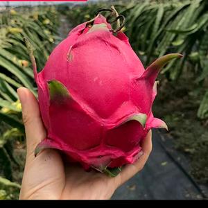 火龙果头像