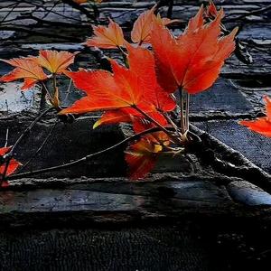 小屋花房听雨赏兰头像