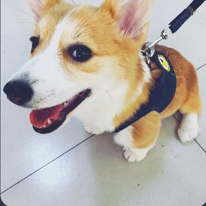 柯基柯基小短腿头像