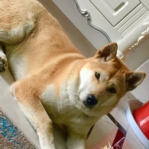 来西是一只中华田园犬头像