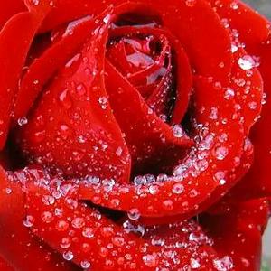 一朵红玫瑰头像图片