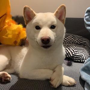 抖音号:  904276395 白色的柴犬弟弟叫比方 他的妈妈不好惹(野生博主)