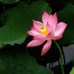 美丽的荷花头像