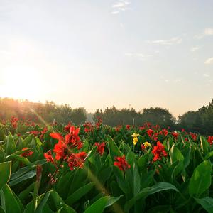 一路芬芳頭像