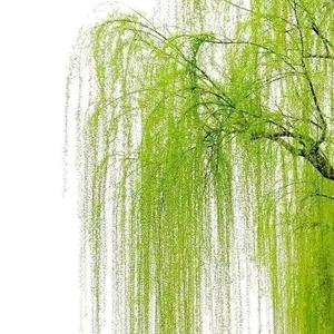 皖阜临张侯头像