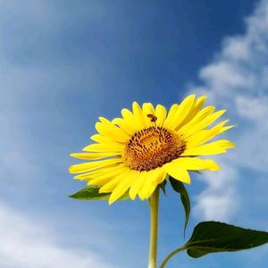 面朝大海春暖花开头像