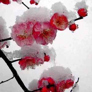 最漂亮的雪中梅花头像图片
