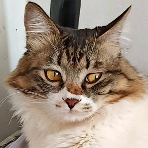 善待流浪猫狗头像