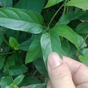 琼海野生鸡屎藤